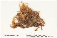 藏品(灰苔科)的圖片